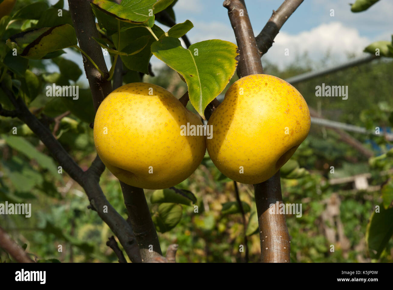 Due mature cinese giallo/ Pere asiatiche cresce su un ramo, Foto Stock