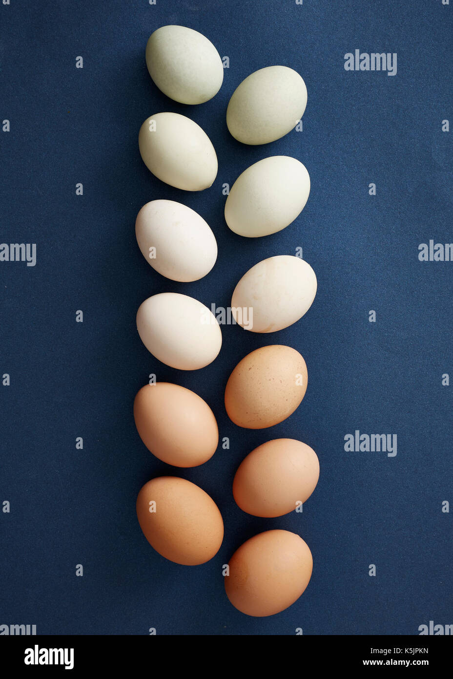 Due righe di uova di pollo in vari colori naturali su un sfondo marina Foto Stock