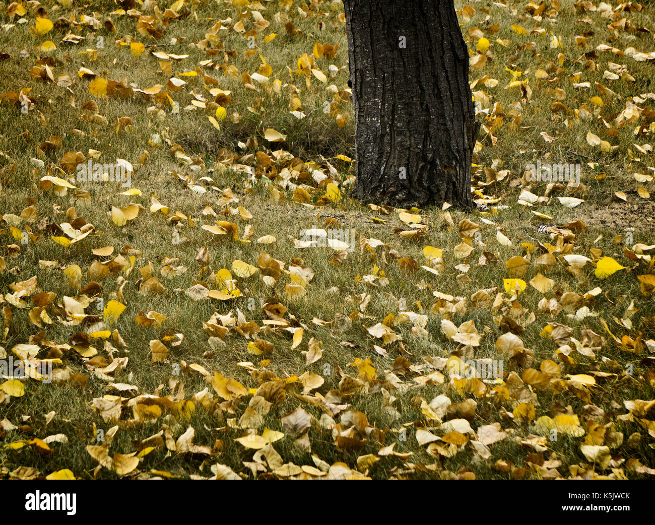 Albero e foglie di autunno Foto Stock