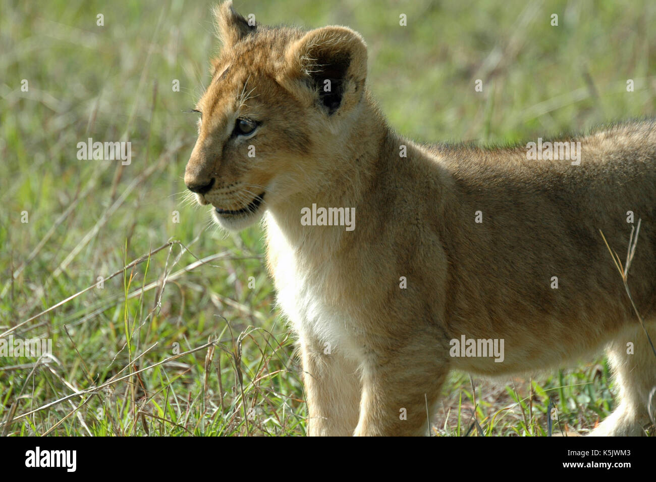 Un LION CUB verticale. prese nel Maasai Mara, Kenya Foto Stock