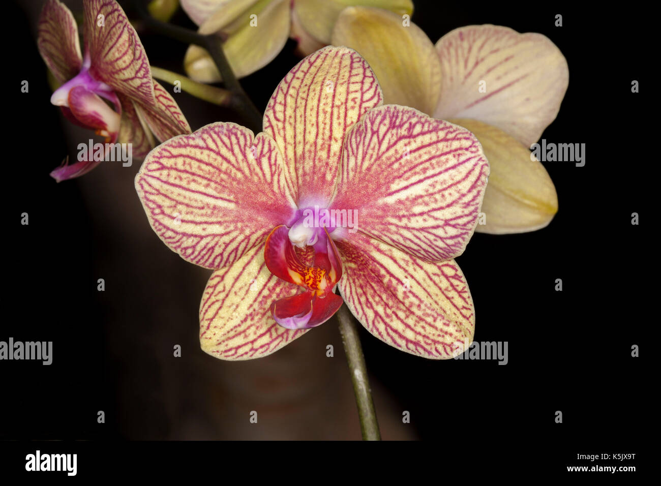 Spettacolari fiori di orchidea falena, phalaenopsis cultivar, con un pallido giallo petali rivestiti con colore rosso brillante vene - su uno sfondo scuro Foto Stock
