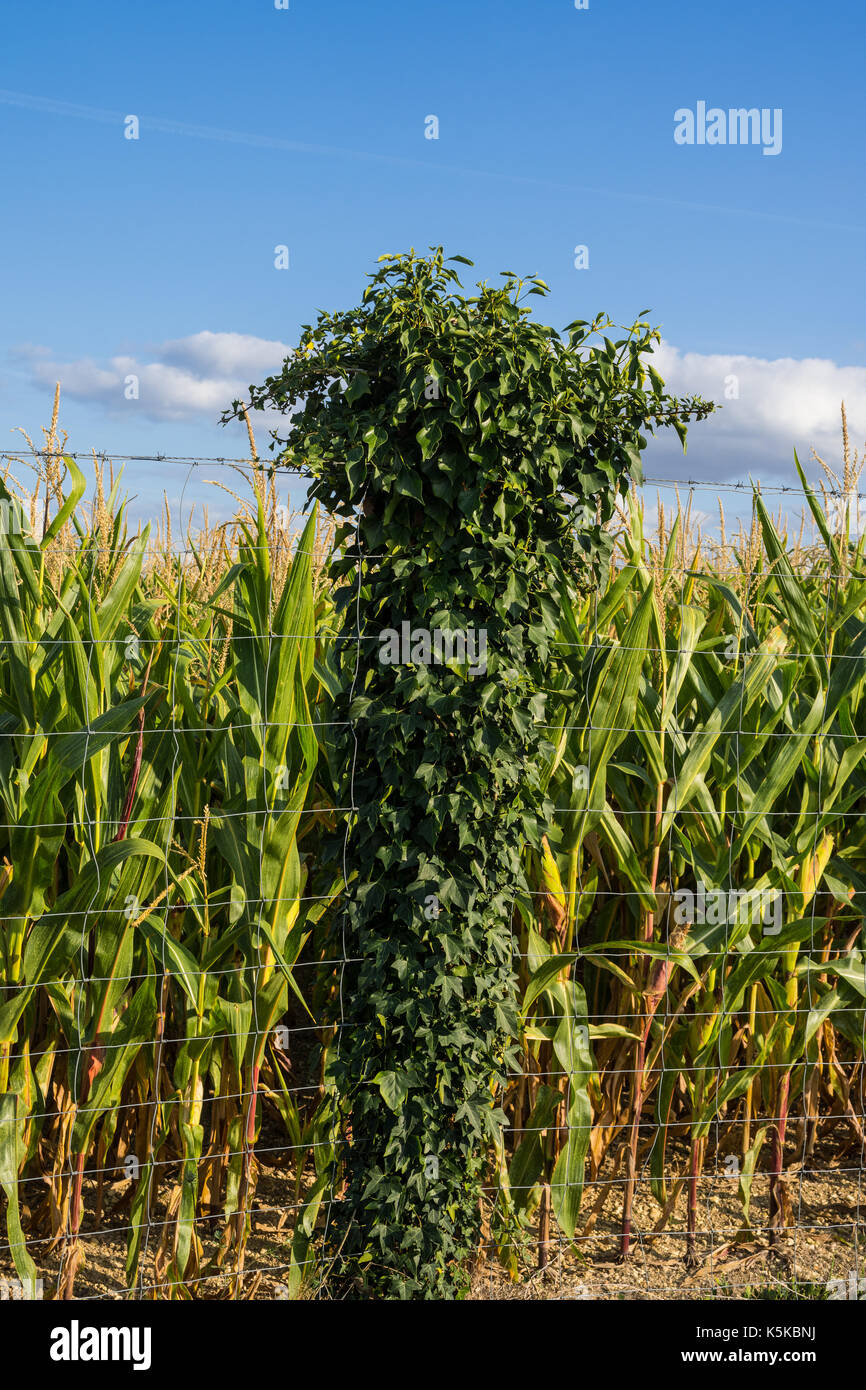 Coperto di edera palo da recinzione - Francia. Foto Stock