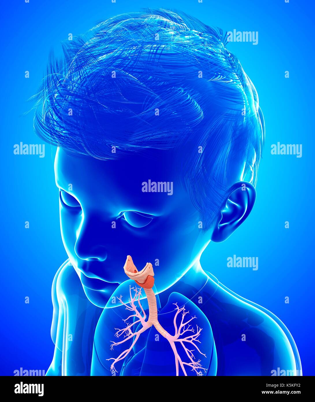Illustrazione di un bambino della trachea e dei bronchi nei polmoni. Foto Stock