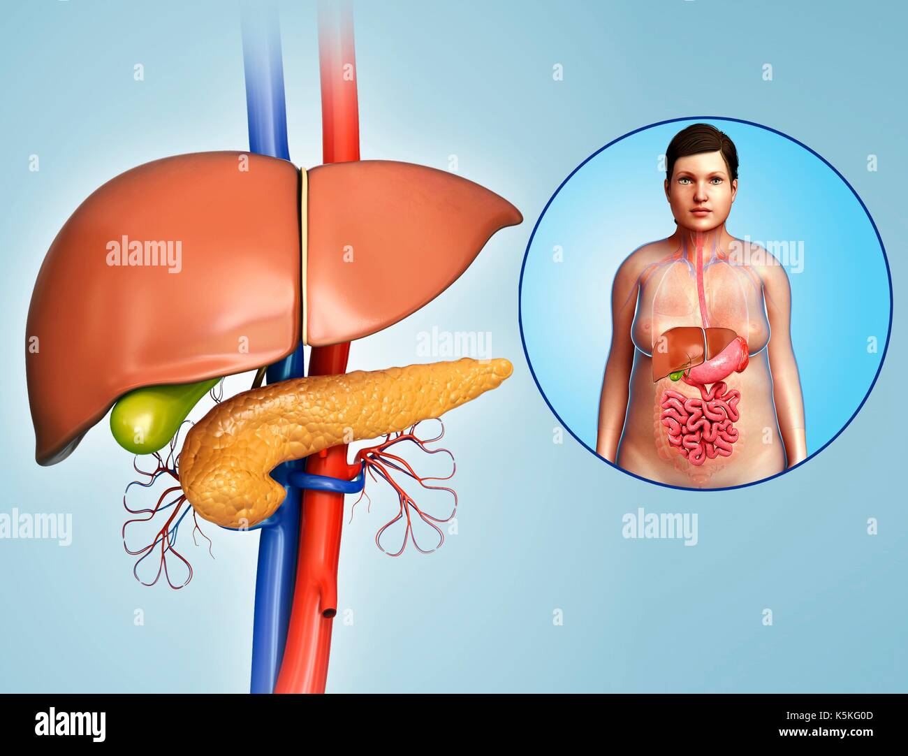 Illustrazione del fegato e del pancreas anatomia, con insufficienza renale vasi sanguigni. Foto Stock