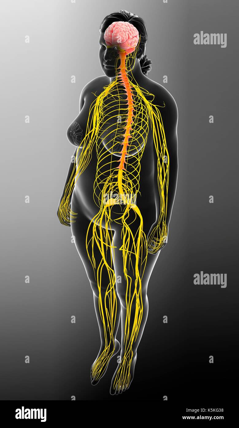 Illustrazione della femmina del sistema nervoso e del cervello. Foto Stock