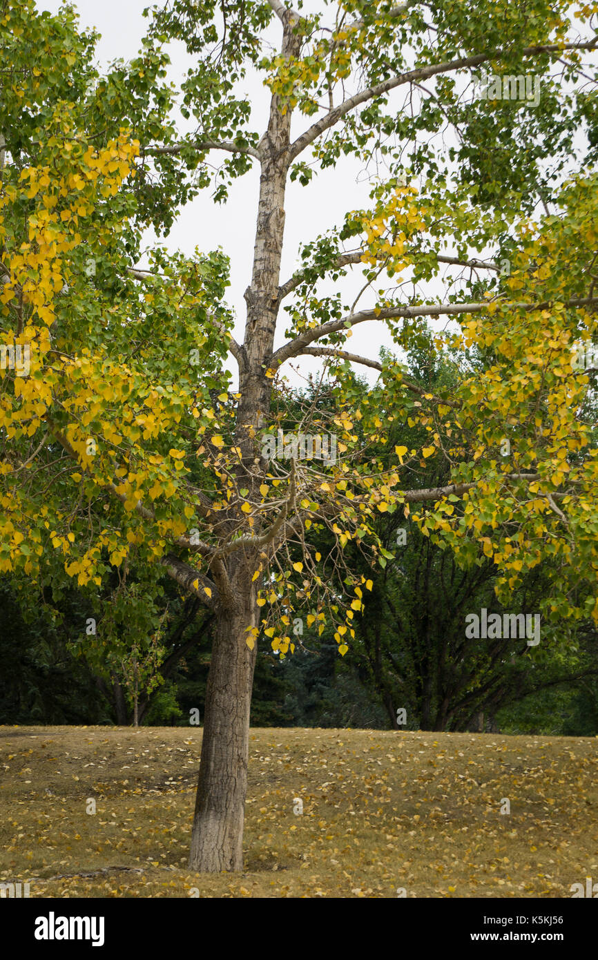 Albero e foglie di autunno Foto Stock