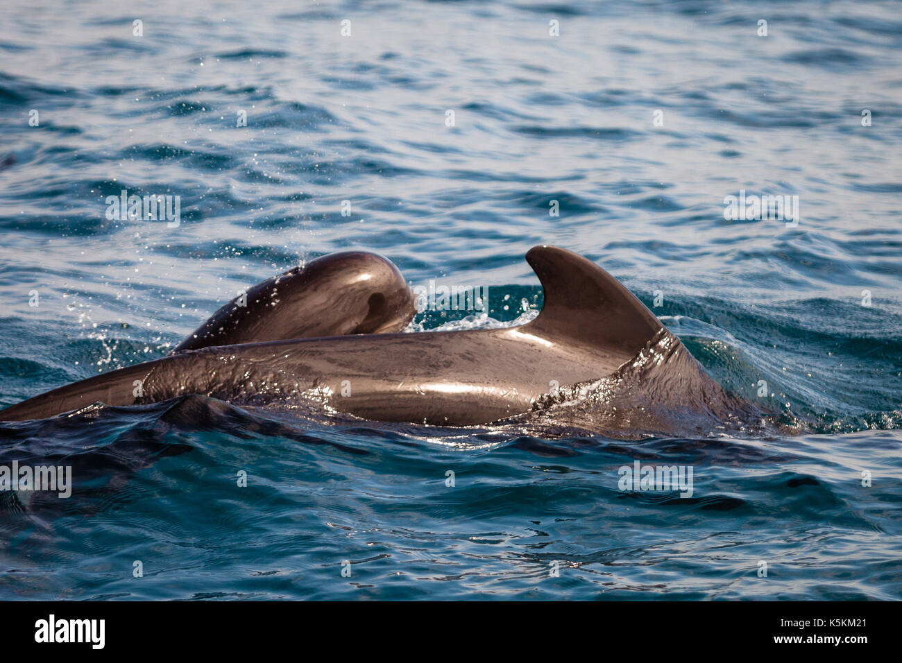 Delfini e calderon in mar mediterraneo Foto Stock