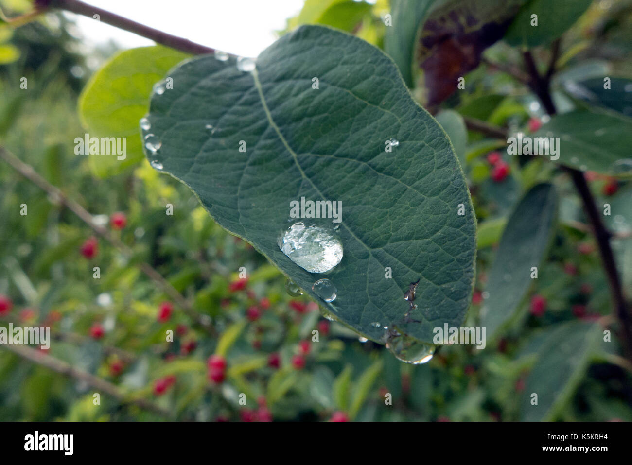 Gocciolina di acqua di pioggia sulla foglia. Foto Stock
