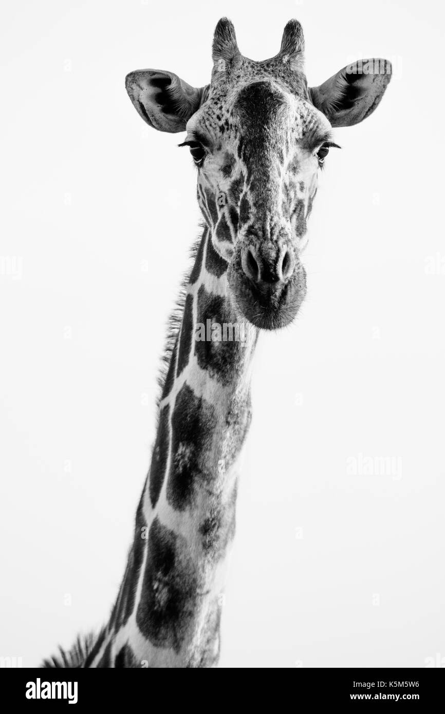 Giraffa reticolata, lewa Wildlife Conservancy, Kenya Foto Stock