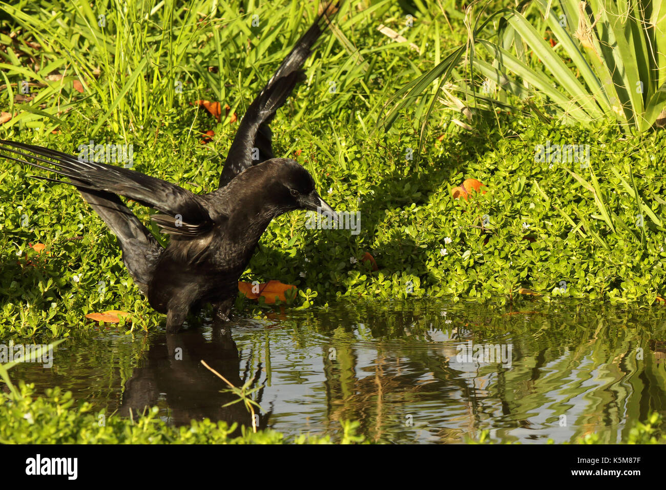 Un americano crow sbattimenti che si avvicina di una piscina di acqua per bere un drink in Everglades della Florida. Foto Stock