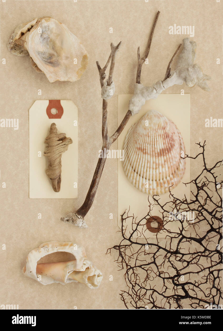 Illustrazione della foto di conchiglie e coralli sul fondo avorio. Foto Stock
