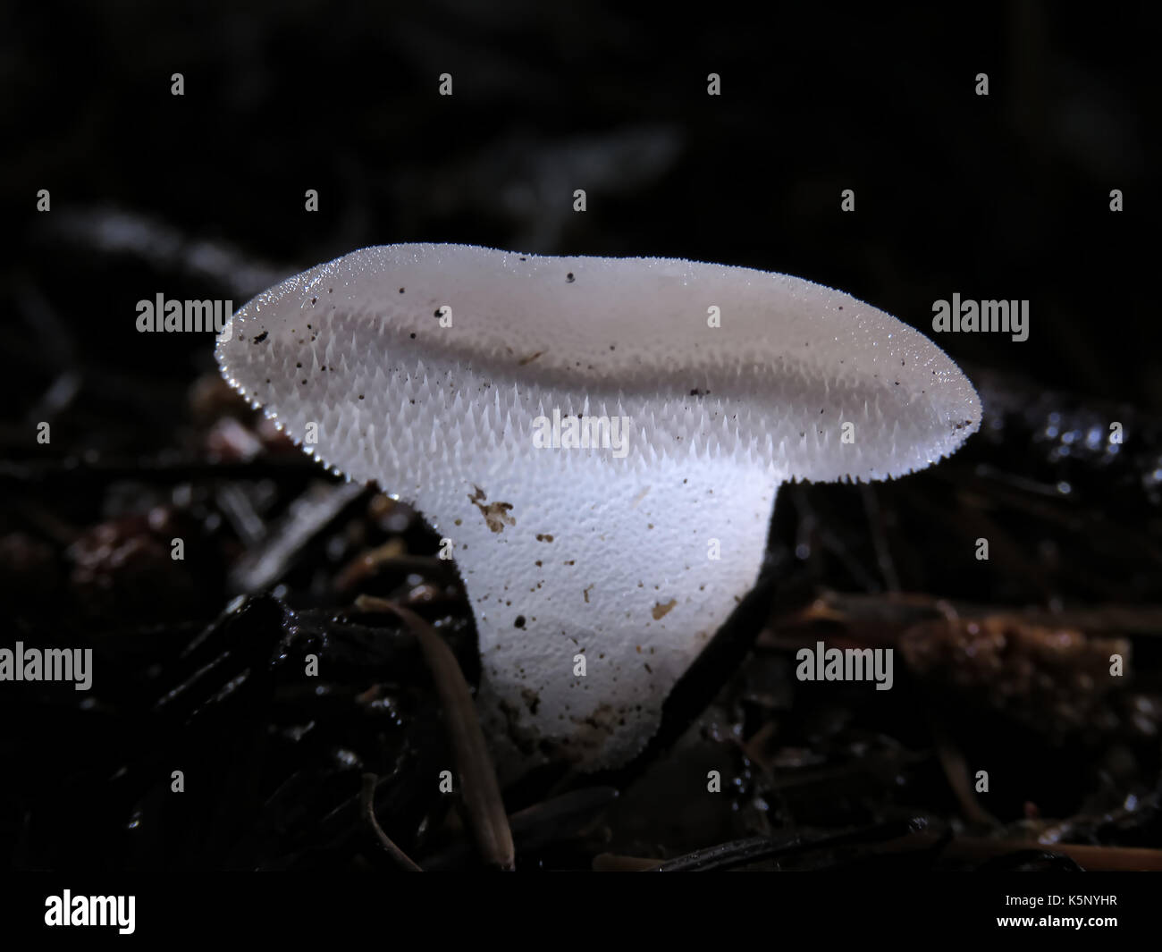 Commestibili selvatici (ma insipido) fungo Pseudohydnum gelatinosum (gelatina dentata fungo) nel mese di ottobre in Wenatchee National Forest, WA, Stati Uniti d'America Foto Stock