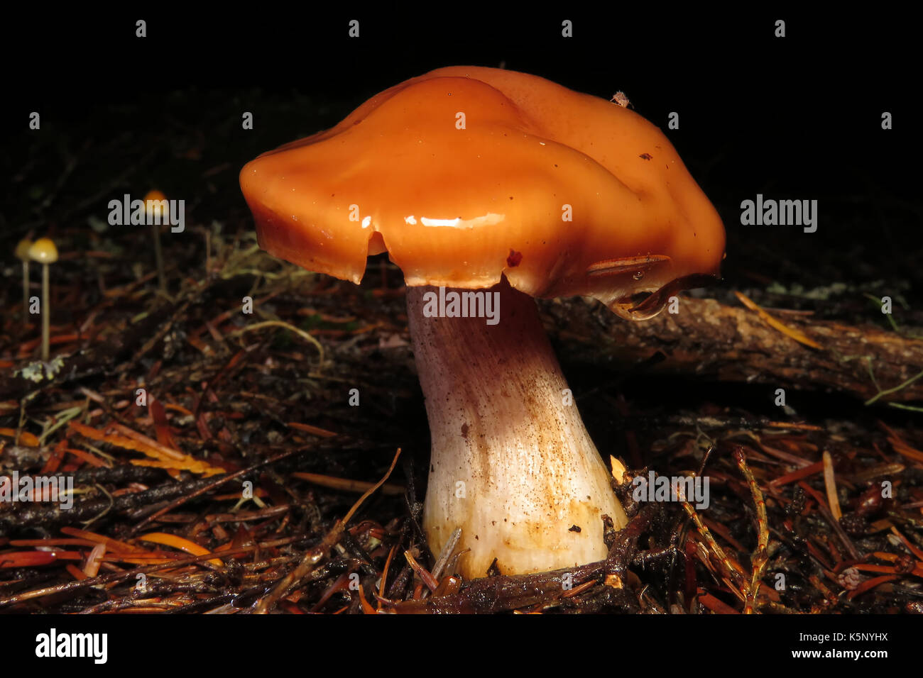 Non identificato di funghi selvatici (eventualmente Cortinarius sp.) con un minuscolo springtail seduto sulla parte superiore nel mese di ottobre in Wenatchee National Forest, WA, Stati Uniti d'America Foto Stock