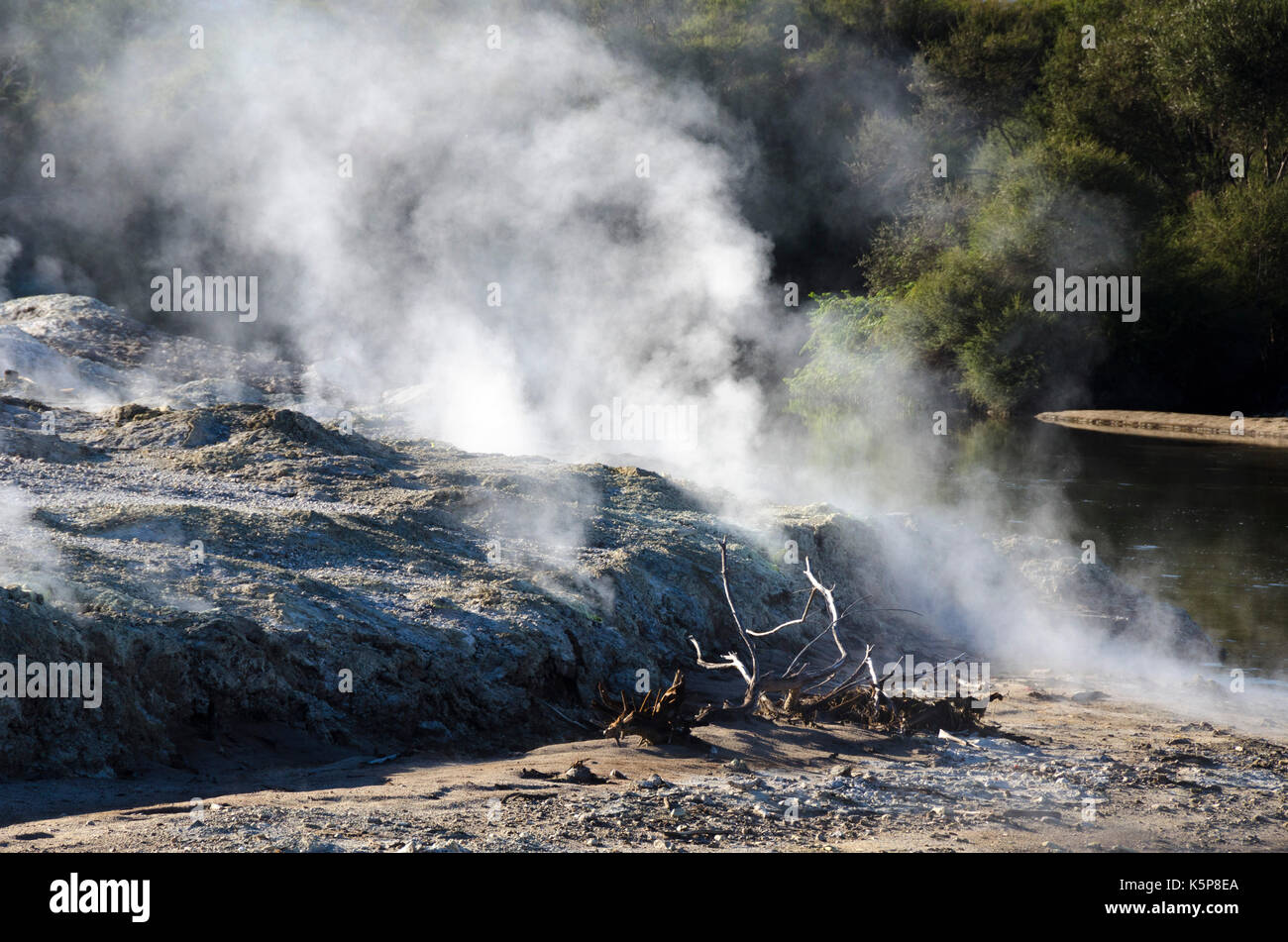 Vapore geotermico, Rotorua, Nuova Zelanda Foto Stock