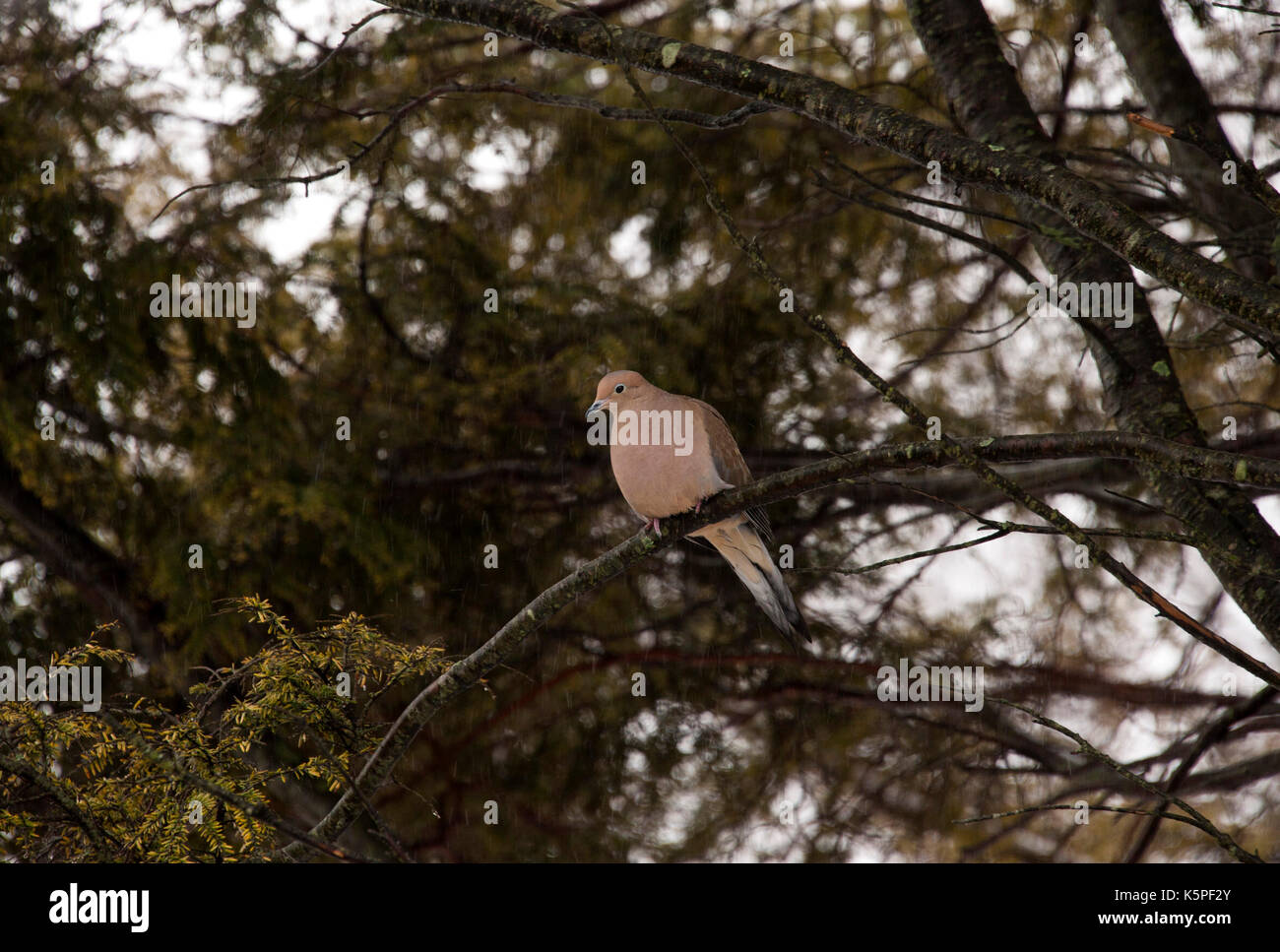 Lutto colomba appollaiata sul ramo di albero Foto Stock