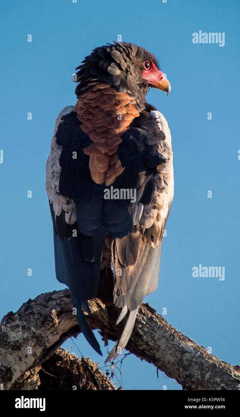 Aquila di Bateleur Foto Stock
