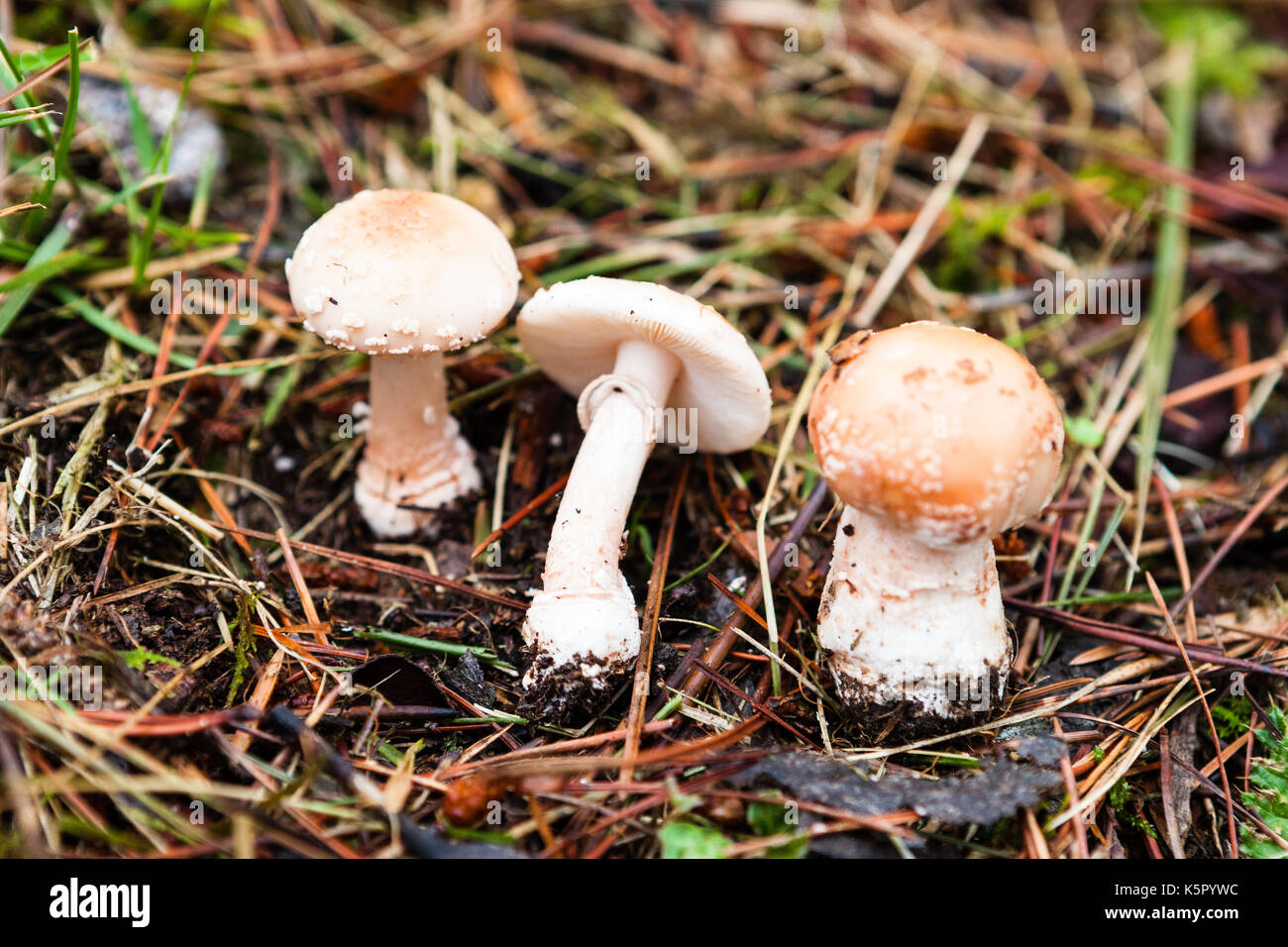 Dettaglio di tre funghi Foto Stock