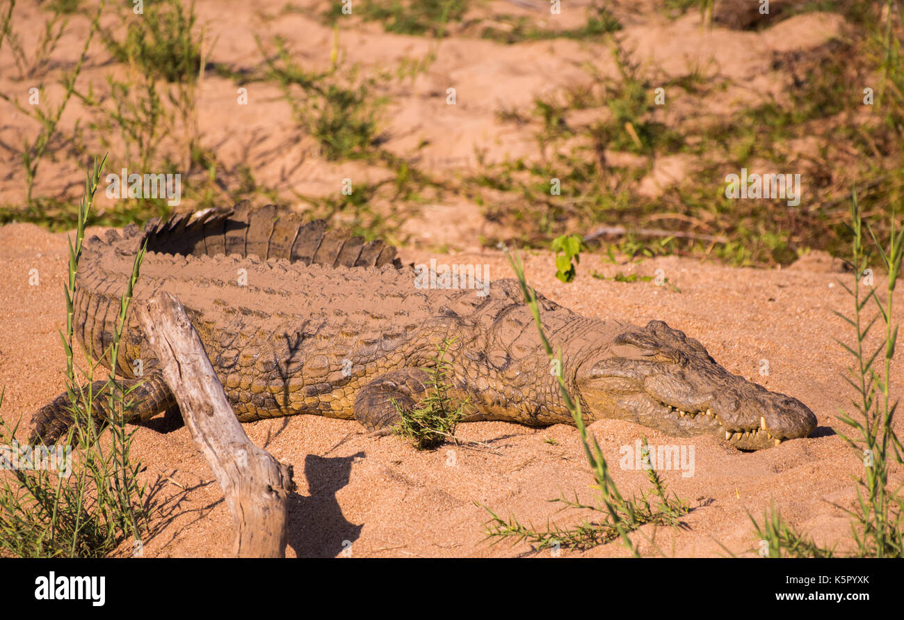 Coccodrillo del Nilo, il Parco Nazionale Kruger, Sud Africa Foto Stock