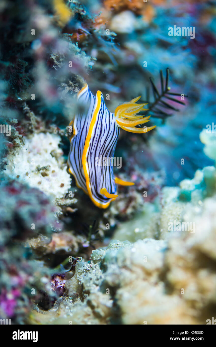 Nudibranch ( Chromodoris burni Rudman, 1982 ) che striscia sulla barriera corallina. Profondità 18m Foto Stock