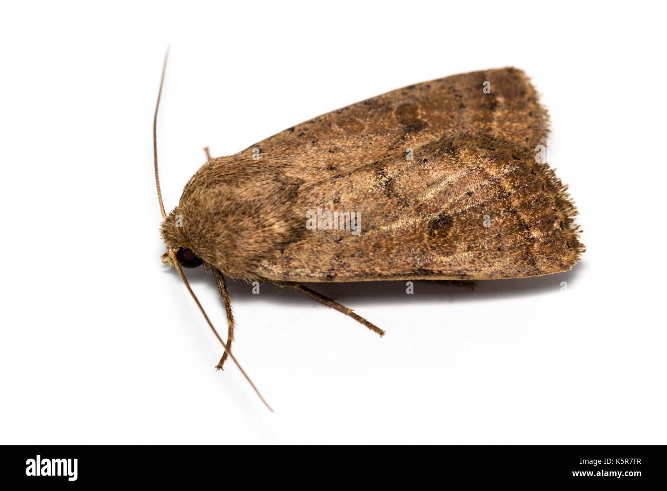 Adulto Noctuid tarma Hoplodrina octogenaria, l'incerta, a riposo su sfondo bianco Foto Stock