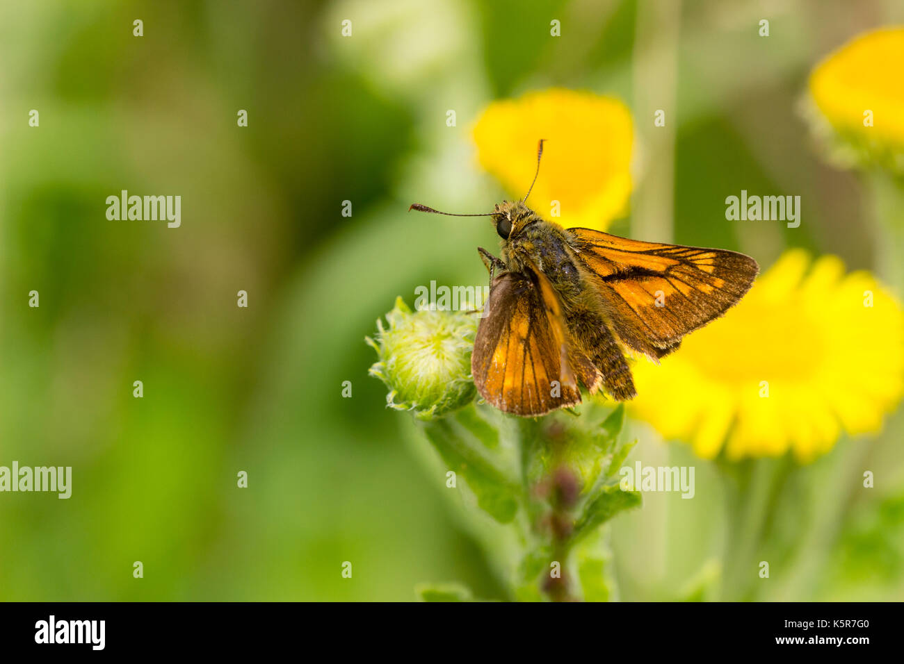 Maschio skipper di grande farfalla, Ochlodes sylvanus, appoggiato su di una testa di fiori Foto Stock