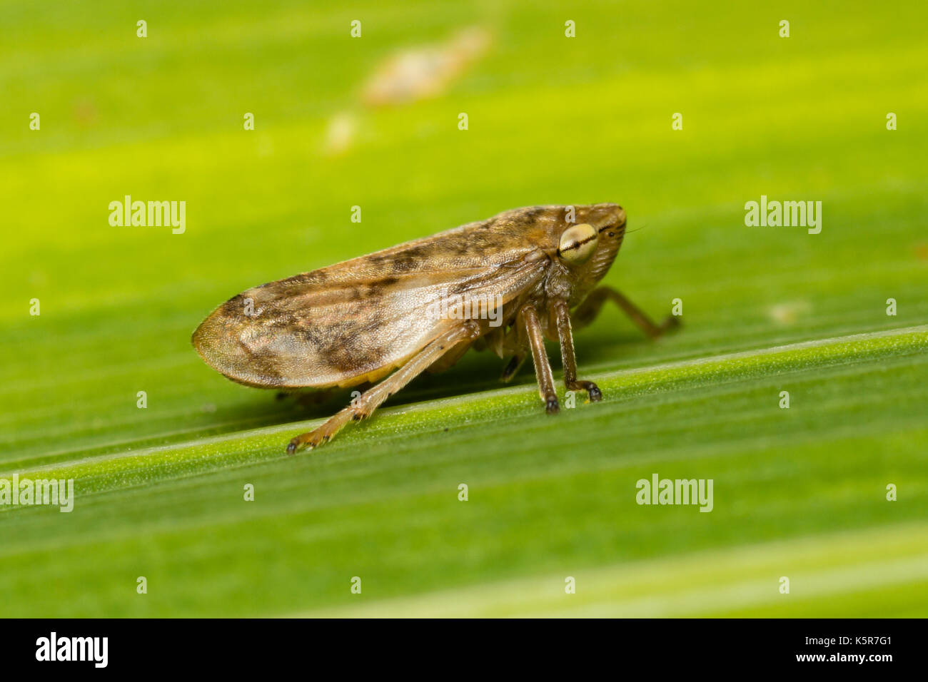 Adulto del comune, froghopper Philaenus spumarius, un bug Hemipteran, appoggiato su una foglia. Foto Stock