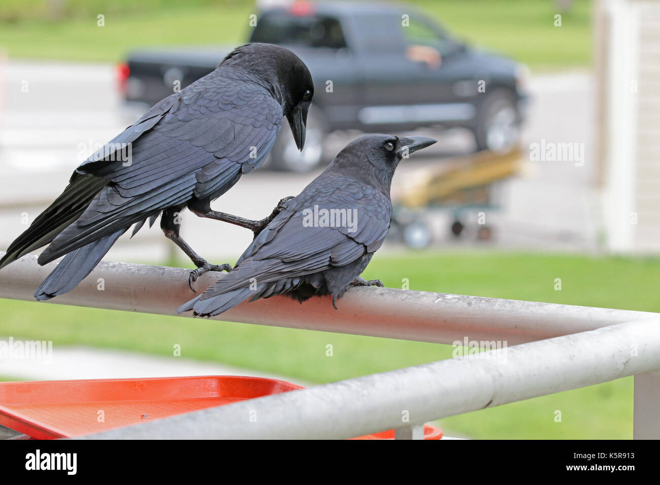 Coppia di American crows interagire Foto Stock