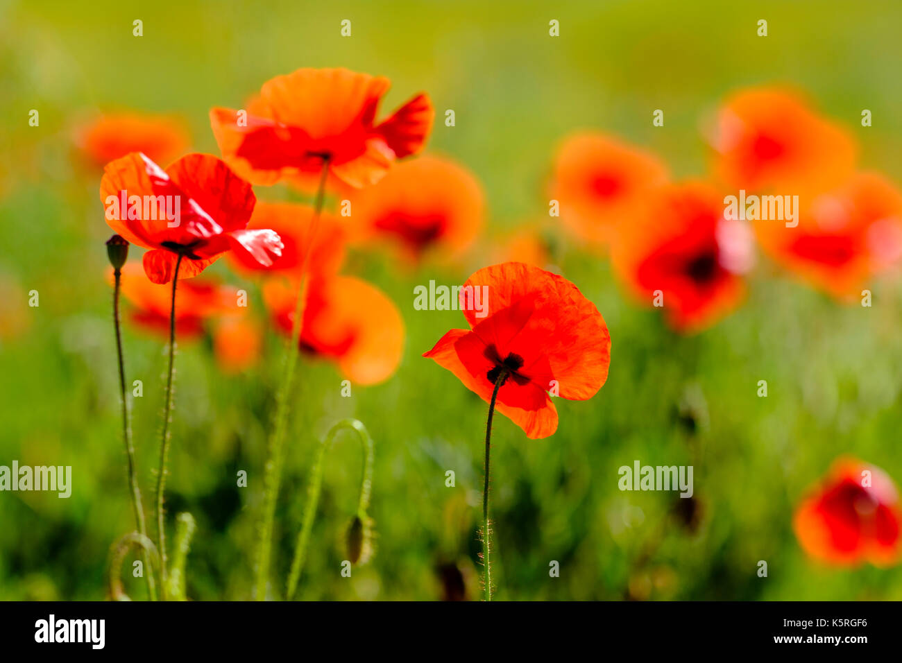 Una chiusura di fiori in un campo di papaveri rossi (papaveraceae) in chianti Foto Stock