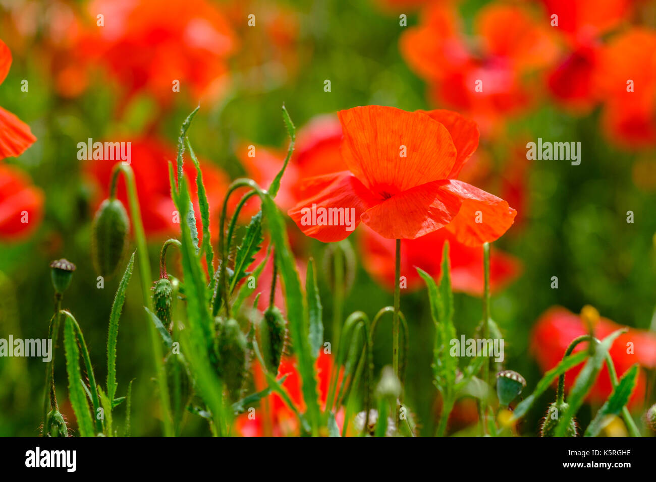 Una chiusura di fiori in un campo di papaveri rossi (papaveraceae) in chianti Foto Stock