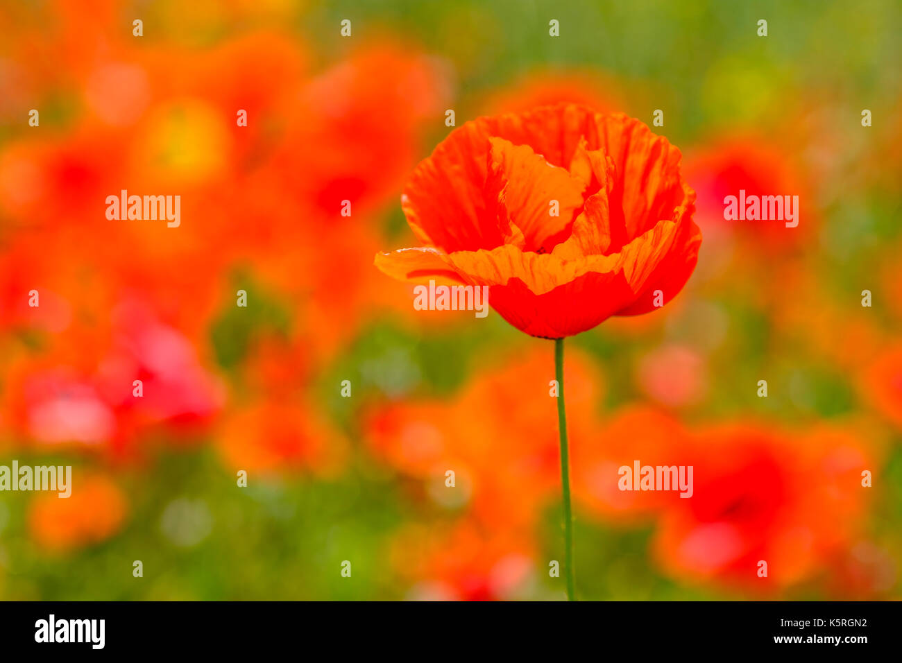 Una chiusura di fiori in un campo di papaveri rossi (papaveraceae) in chianti Foto Stock