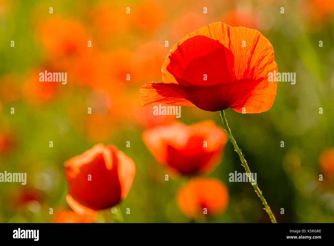 Una chiusura di fiori in un campo di papaveri rossi (papaveraceae) in chianti Foto Stock