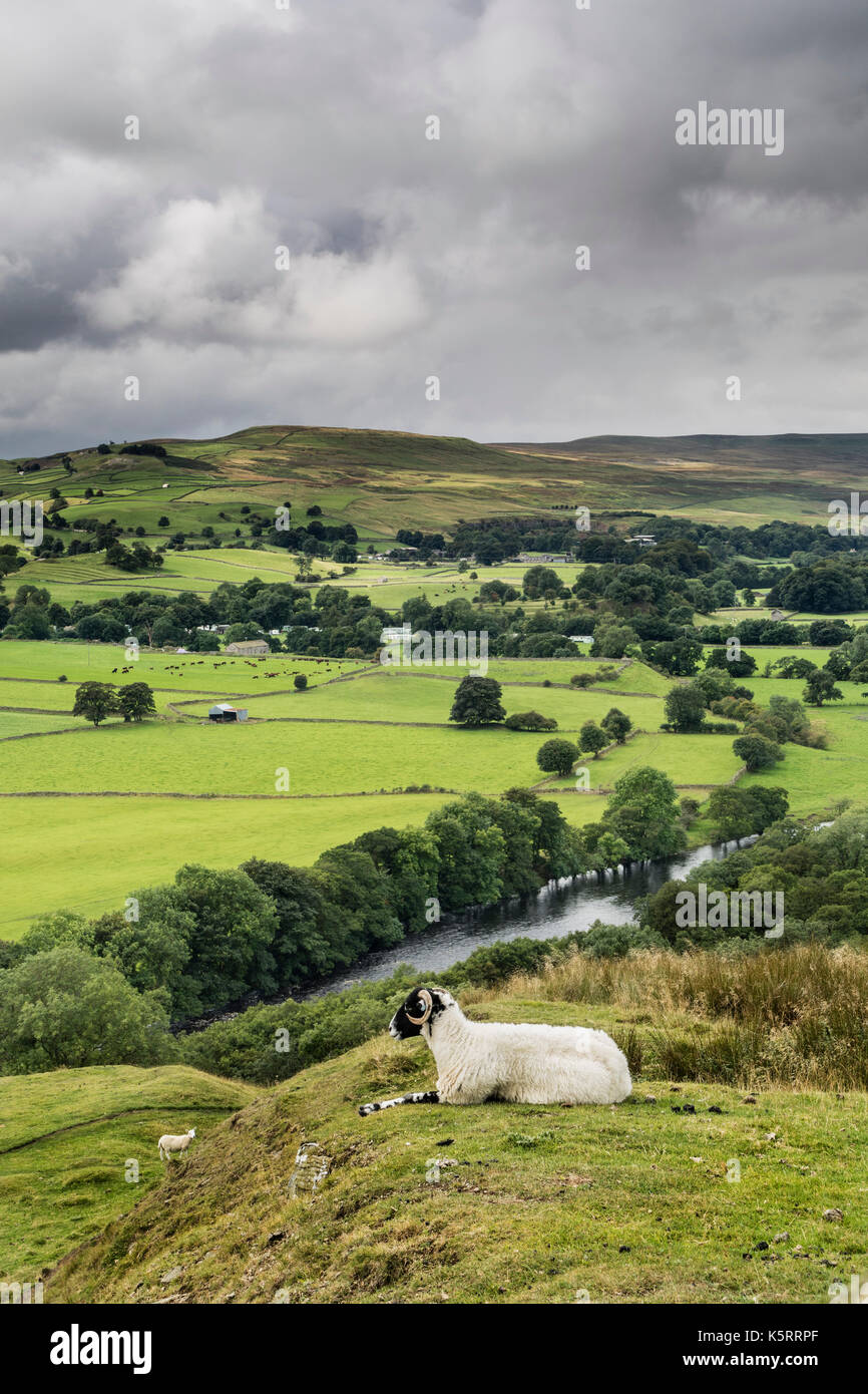 Pecora di appoggio e la vista verso Harter cadde e Crossthwaite comuni dal fischio roccioso, MIddleton in Teesdale, County Durham, Regno Unito Foto Stock