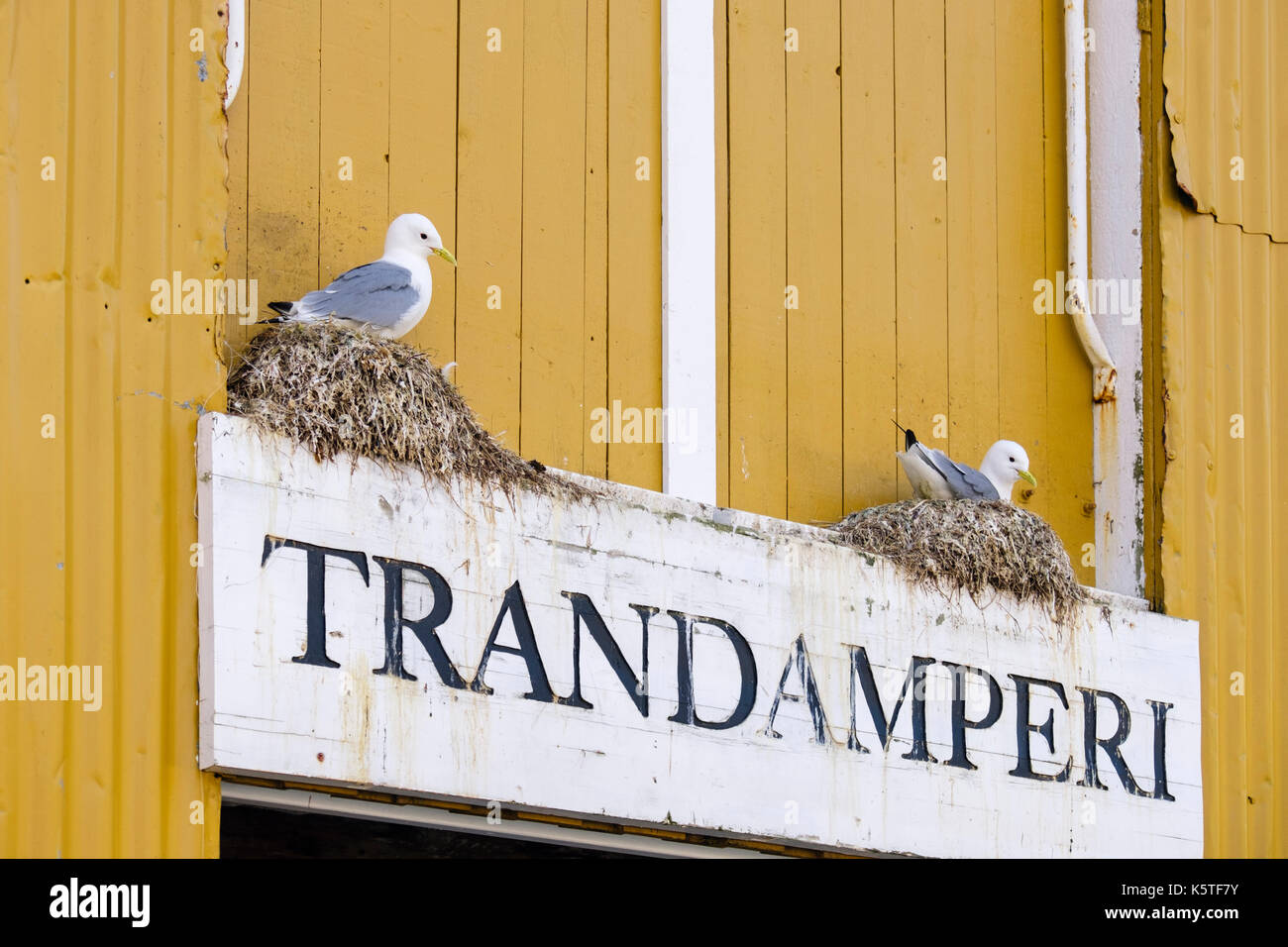 Nero allevamento zampe nesting Kittiwakes sul segno Trandamperi sul fegato di merluzzo edificio di raffineria nel villaggio costiero di Nusfjord, Flakstadøya Isola, Lofote Foto Stock
