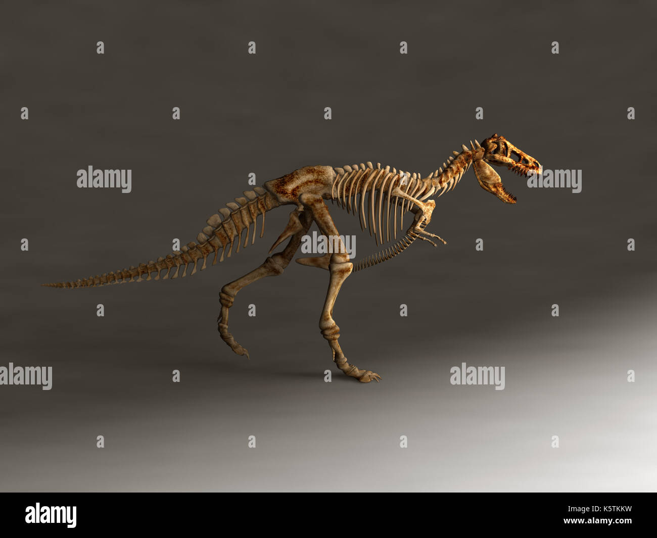 Lo scheletro di un Tirannosauro Rex Foto Stock