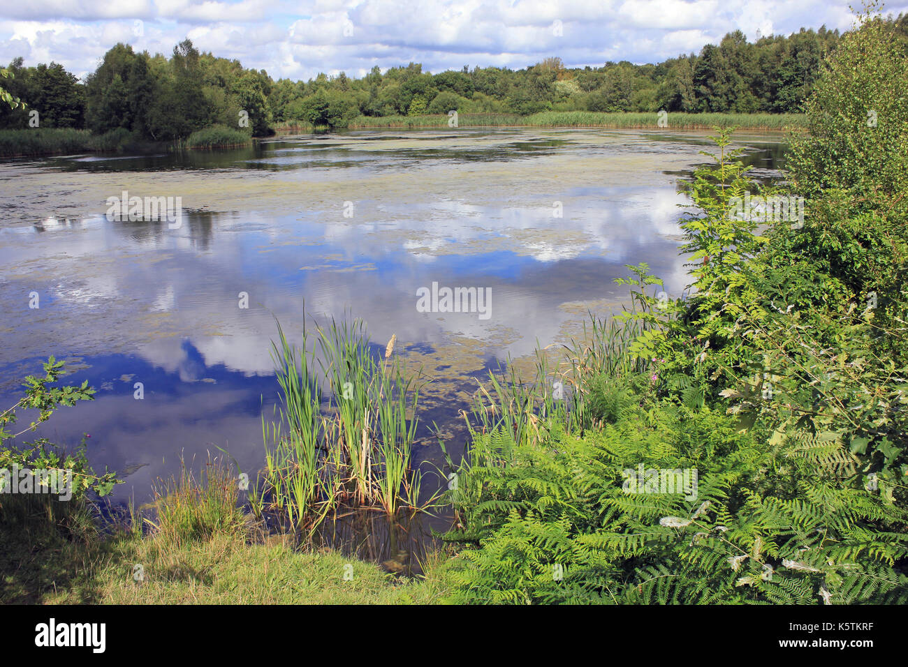 Westwood parte Flash di Wigan lampeggia la Riserva Naturale Foto Stock