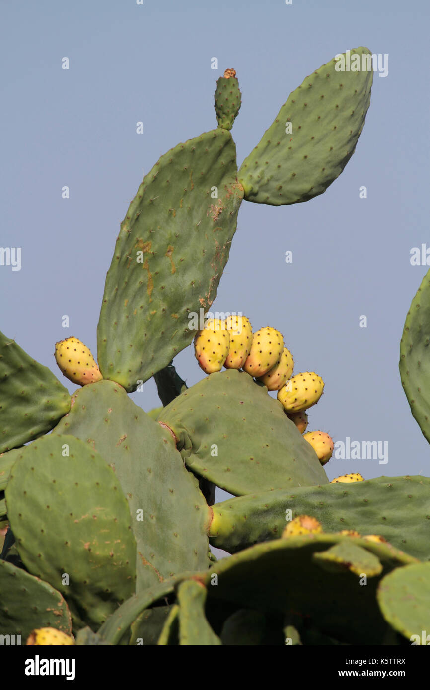 Ficodindia (Opuntia ficus-indica) foglie e frutta Foto Stock