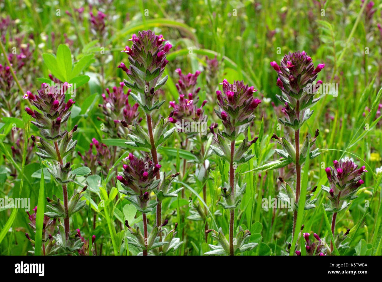 Il millefiori parentucellia latifolia, una pianta della famiglia orobanchaceae, nativo per il Mediterraneo Foto Stock