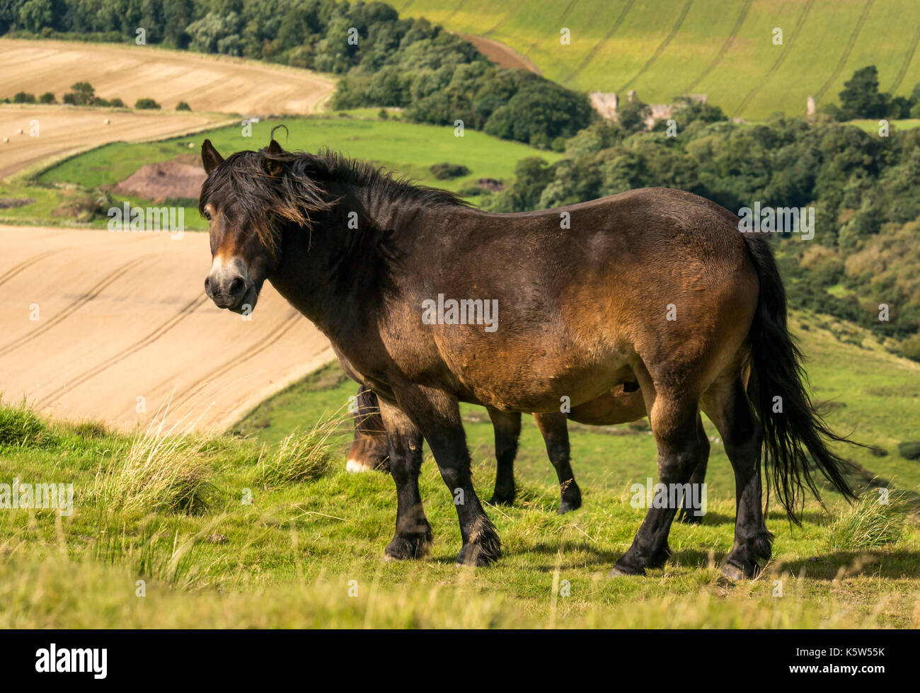 Primo piano di Exmoor Ponies on Traprain Law, East Lothian, Scotland, UK; un progetto di pascolo per la conservazione Foto Stock