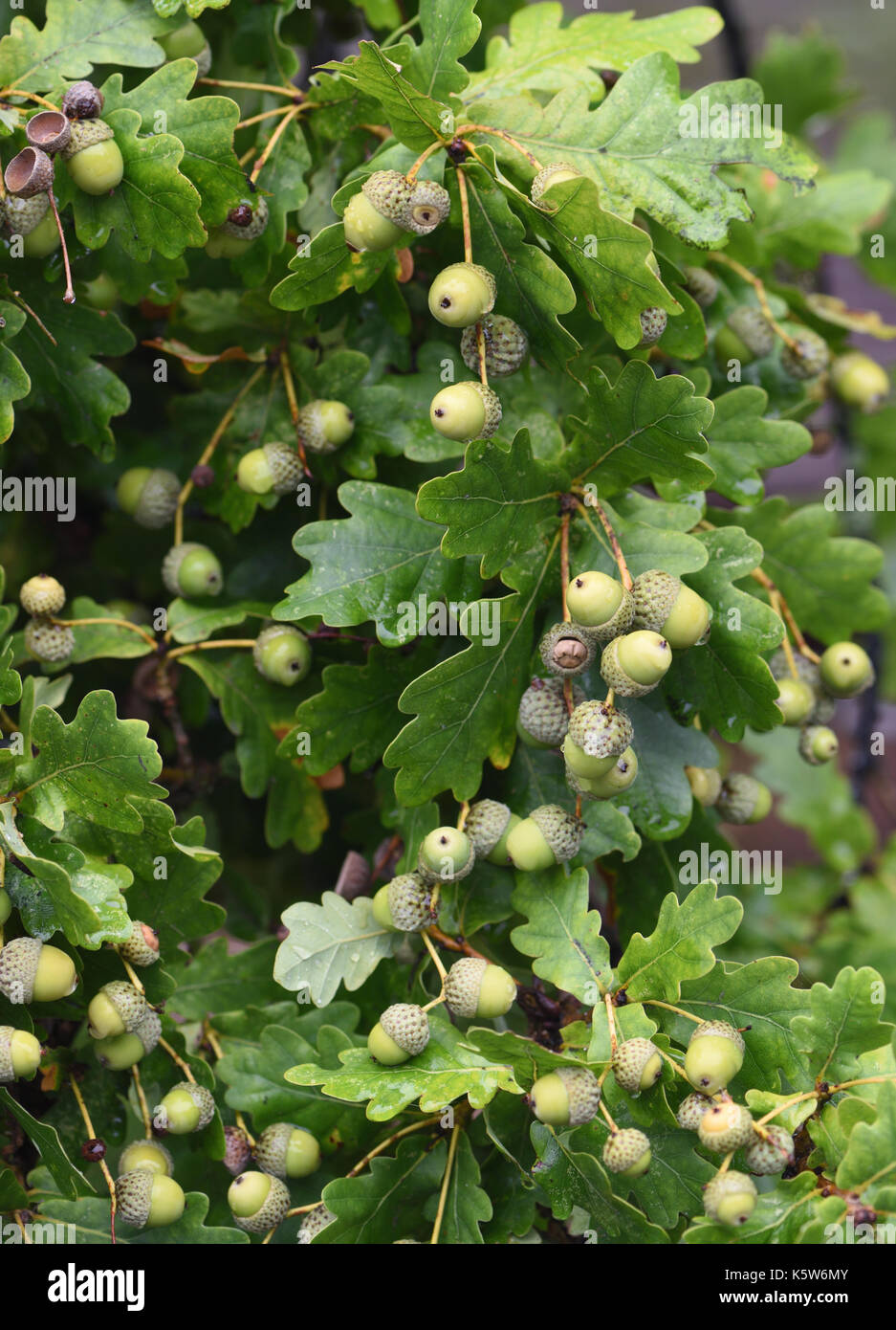 Un raccolto pesante di ghiande, frutto di un Pedunculate quercia (Quercus robur). Woodchurch, Kent, Regno Unito. Foto Stock