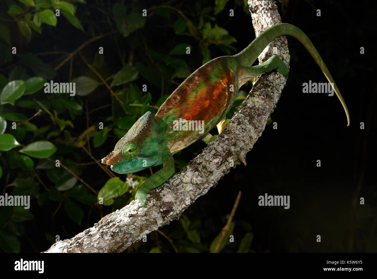 Parsons chameleon (calumma parsonii cristifer), maschio, foresta pluviale, parco nazionale, Madagascar Foto Stock