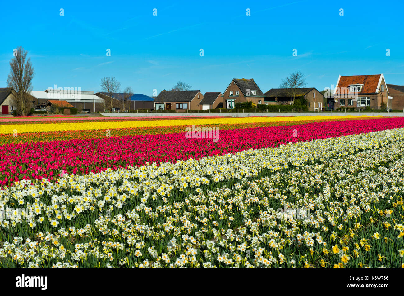 Coltivazione di narcisi e tulipani, fiore lampadina bollenstreek regione, noordwijkerhout, Paesi Bassi Foto Stock