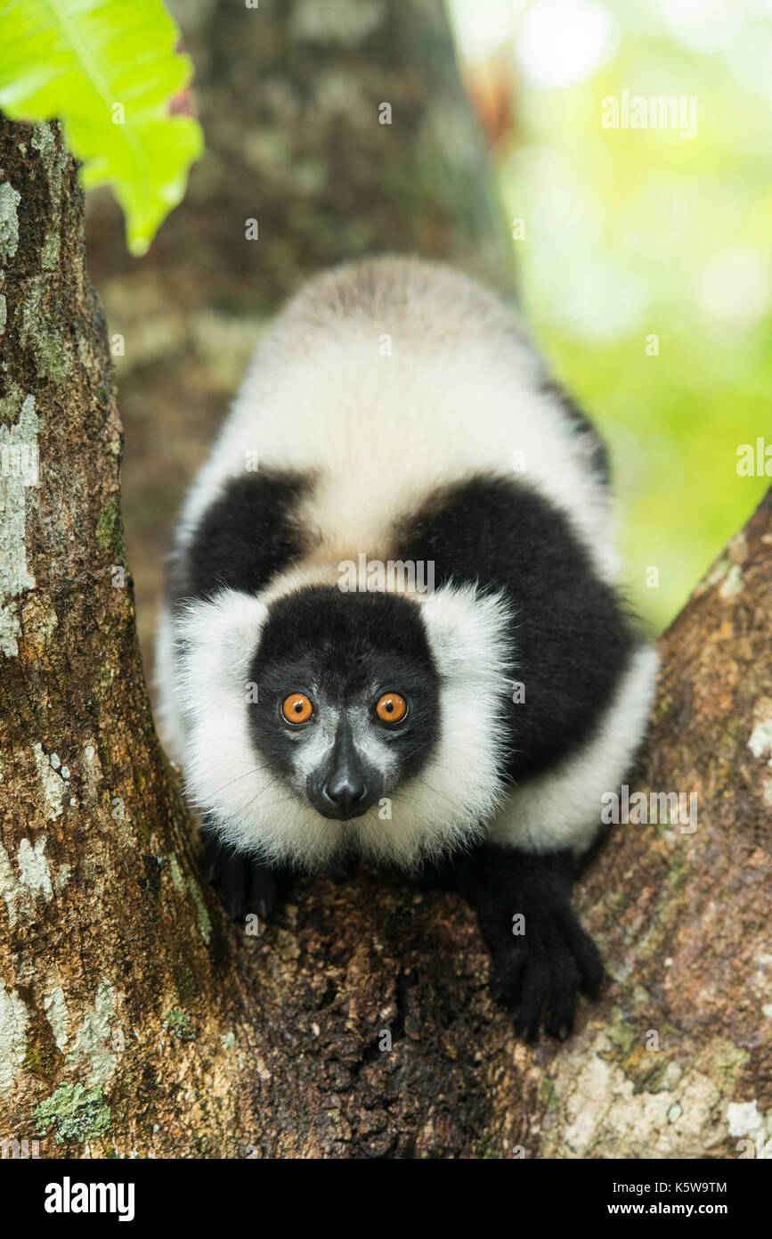 In bianco e nero lemure ruffed, Varecia variegata, Palmarium Riserva, Lac Ampitabe, Pangalanes Canal, Madagascar Foto Stock