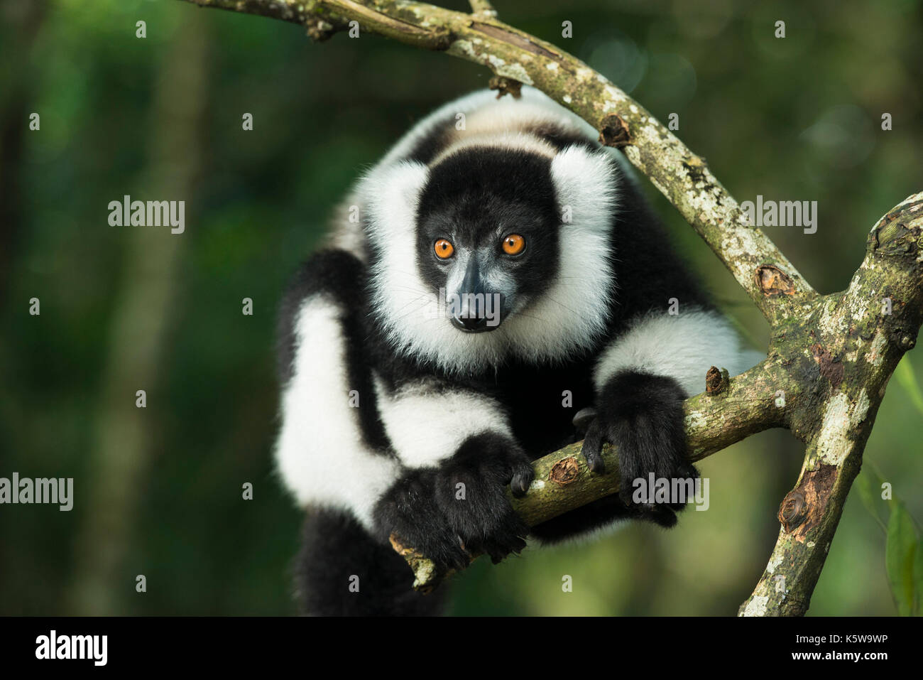 In bianco e nero lemure ruffed, Varecia variegata, Palmarium Riserva, Lac Ampitabe, Pangalanes Canal, Madagascar Foto Stock