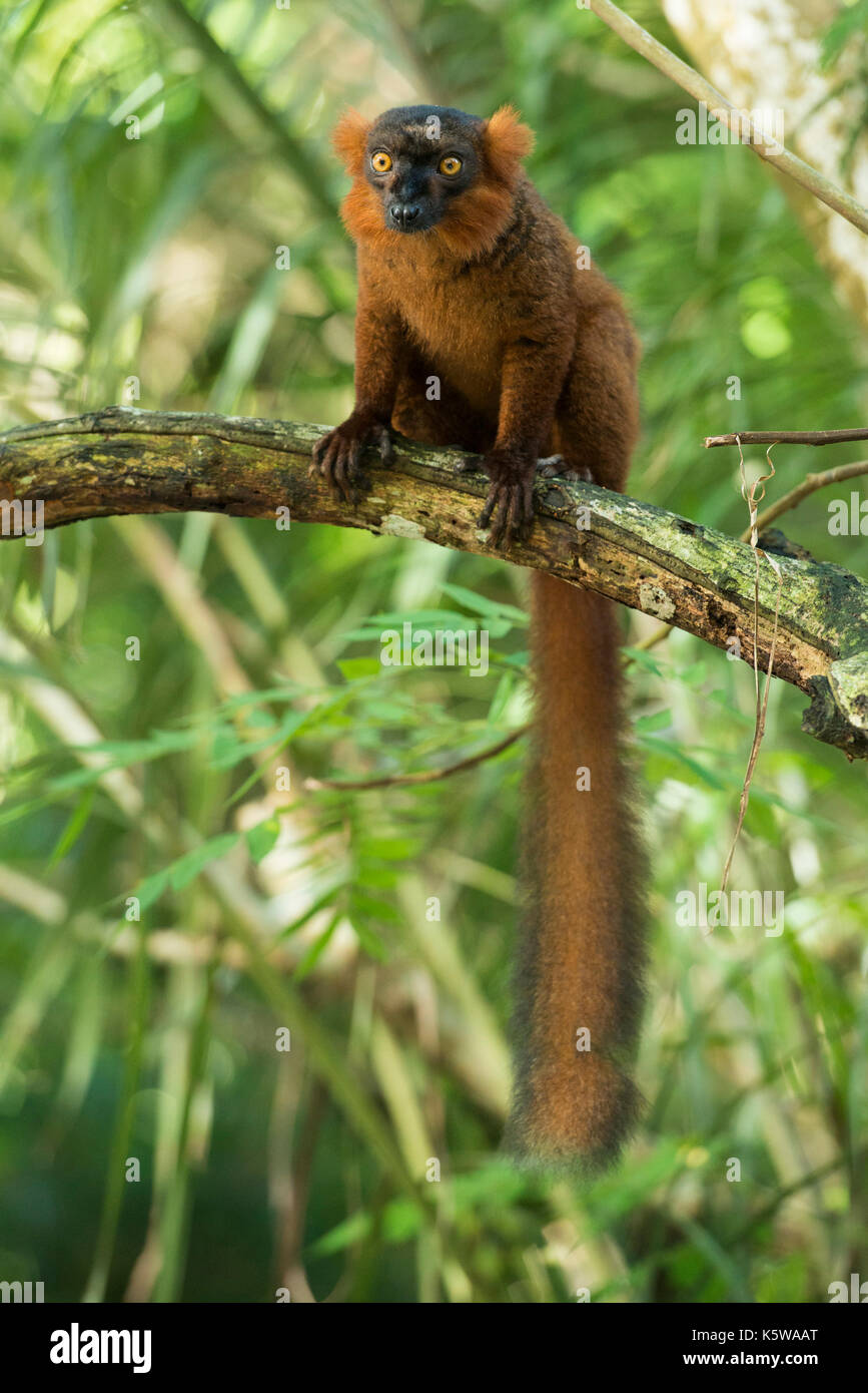 Rosso lemure ruffed, Varecia rubra, Palmarium Riserva, Lac Ampitabe, Pangalanes Canal, Madagascar Foto Stock