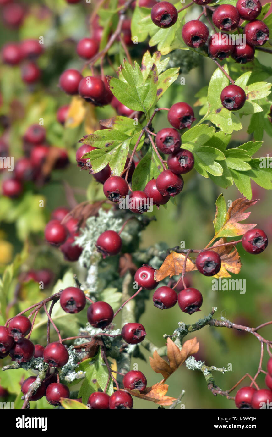 Biancospino bacche nel settembre luminoso a bacca rossa nella campagna britannica hedgerows autunnale di frutta di stagione da cespugli e siepi su terreno coltivato in rosso Foto Stock