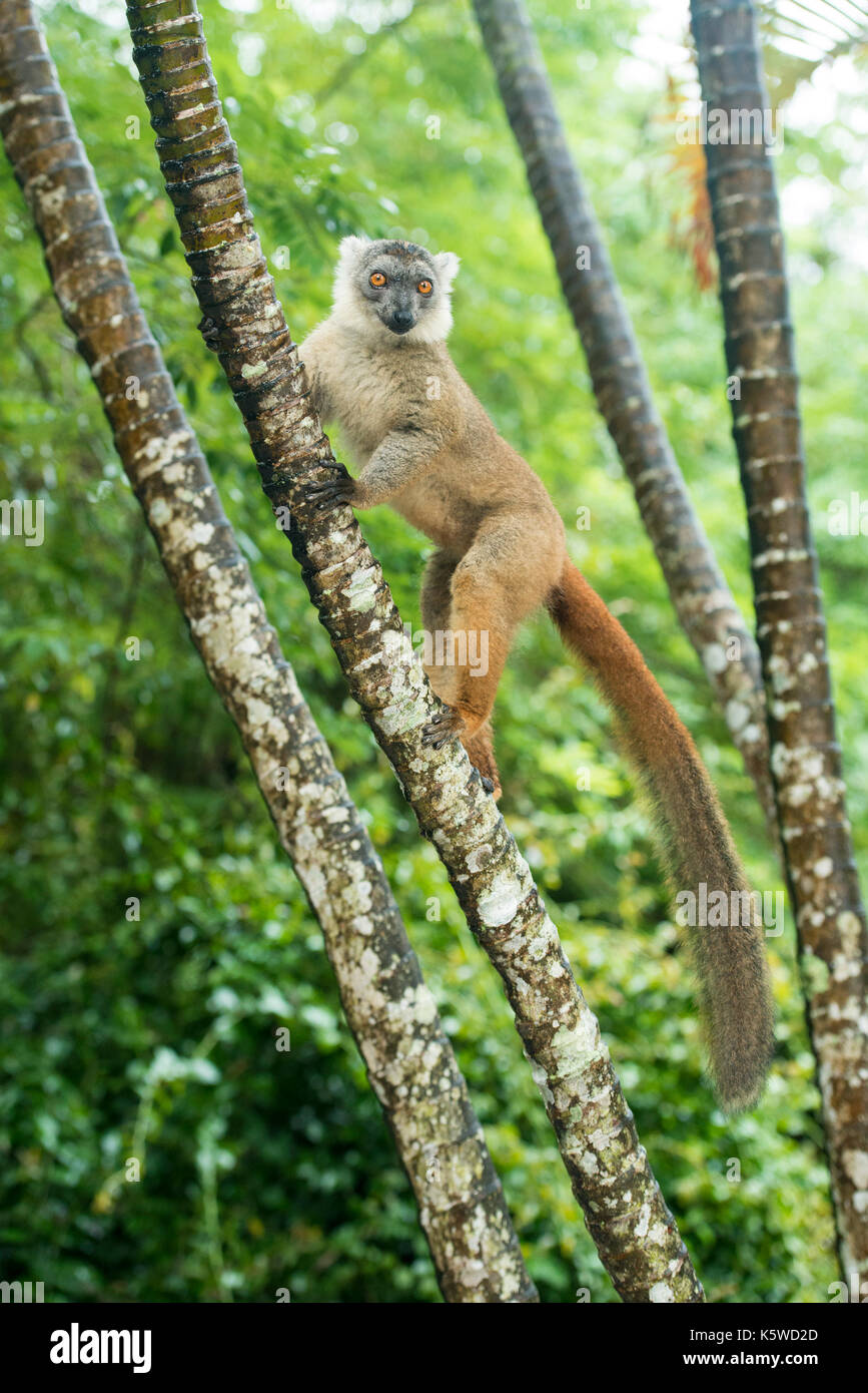 Lemure ibrido, Palmarium Riserva, Lac Ampitabe, Pangalanes Canal, Madagascar Foto Stock