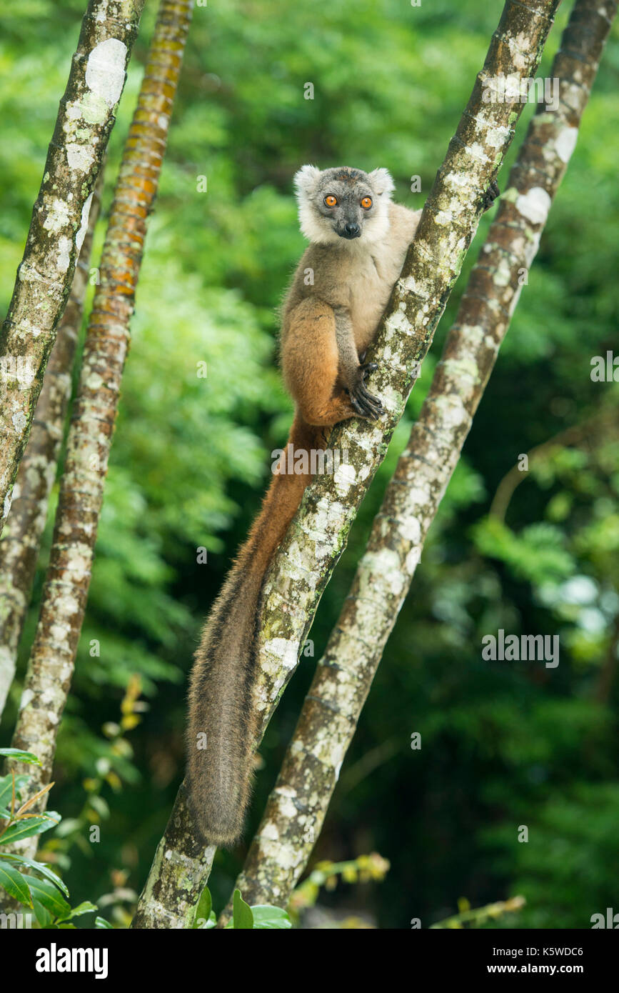 Lemure ibrido, Palmarium Riserva, Lac Ampitabe, Pangalanes Canal, Madagascar Foto Stock