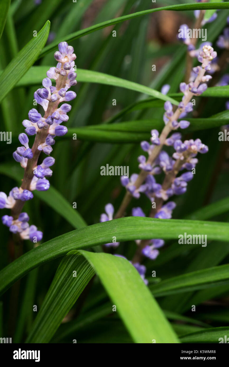 Liriope muscari, Big Blue lilyturf, Foto Stock