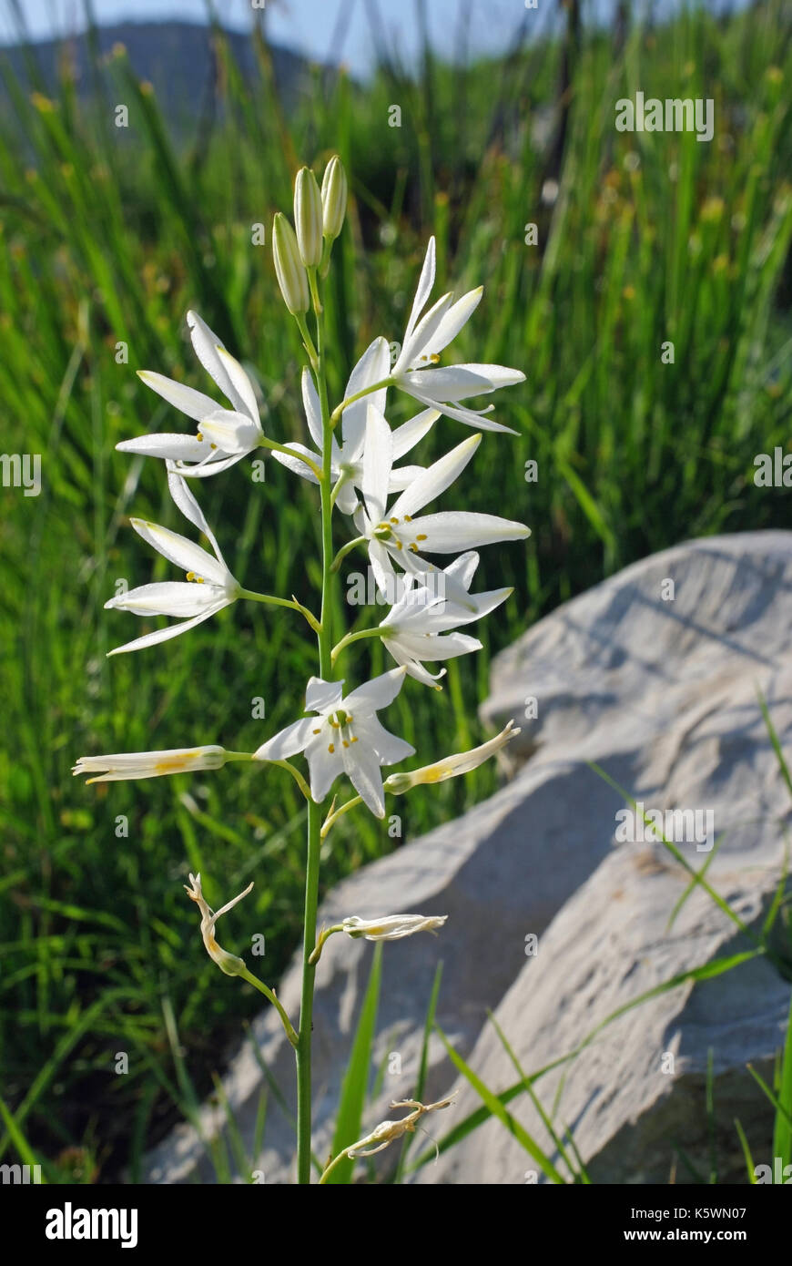 Questo è anthericum liliago, il san Bernardo giglio, dalla famiglia asparagaceae, nativo di Europa meridionale Foto Stock