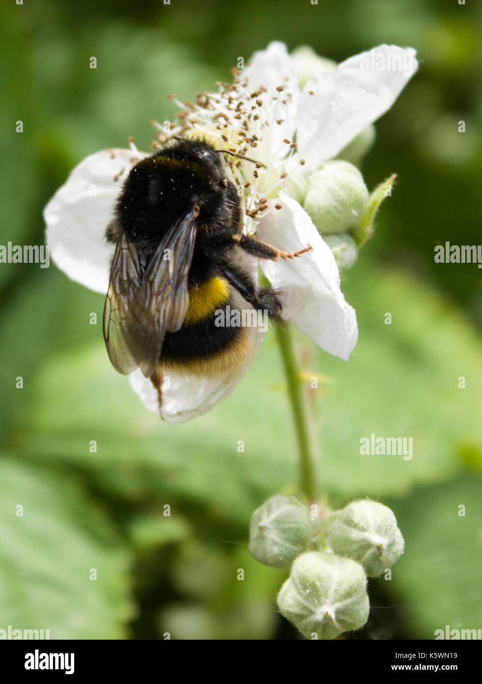 Attenborough riserva naturale Foto Stock